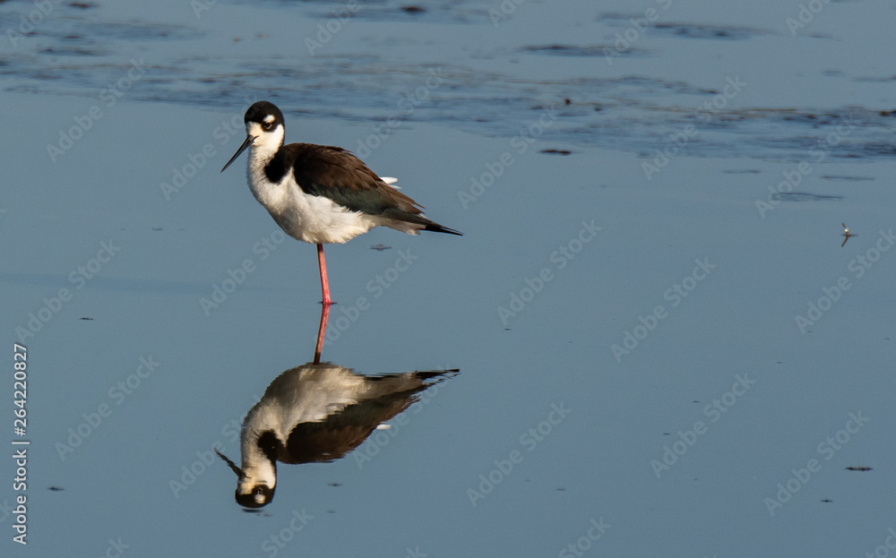 A Black-necked Stilt with Reflection Searching for Food along a River bank in South Carolina A Black-necked Stilt with Reflection Searching for Food along a River bank in South Carolina