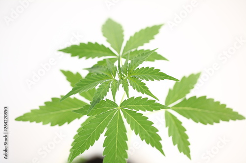 green leaf cannabis isolated on white background
