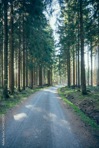 Fototapeta Naklejka Na Ścianę i Meble -  path through a coniferous forest