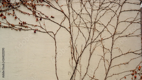 BOSTON IVY IS ATUMN