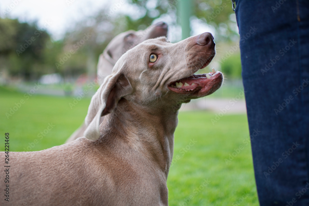 Two weimaraner dogs with green eyes, sitting and looking at their owner very happy.