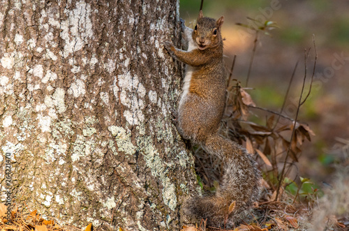 A Cute Pine Squirrel Observing an Intruder © Kerry Hargrove