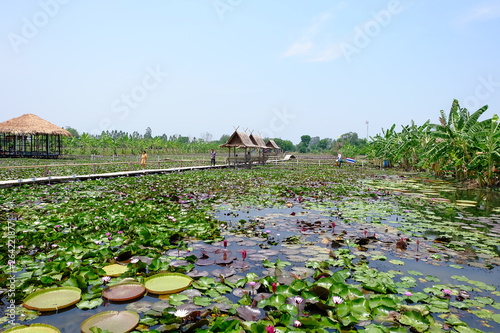 water Lilly