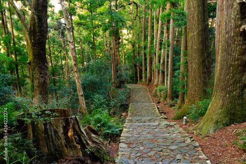 Trail in giant cypress forest