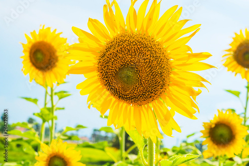 Sunflowers blooming  on blue sky background  fresh   daylight summer concept.