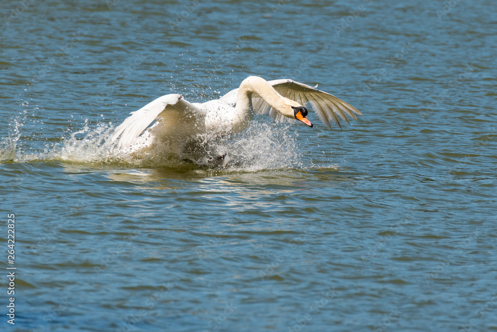 Fototapeta premium A Mute Swan Take Off in a Lake 