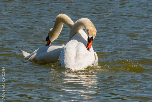 Mute Swans in a Neck Lock