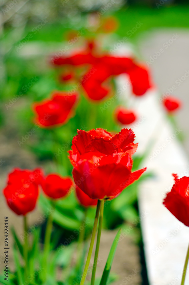 Red tulips plants green grass on blur background Red tulips plants green grass on blur background