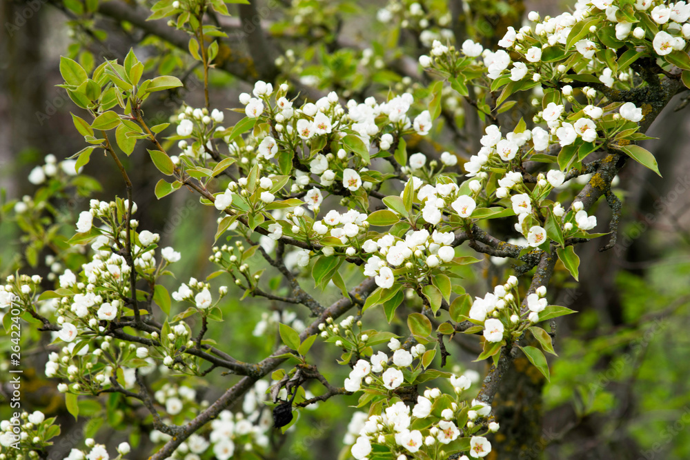 blooming pear tree branches in a spring garden, white flowers and young green foliage, background, backdrop