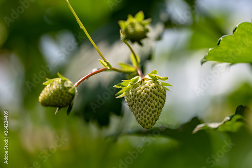 Young fruits of strawberry