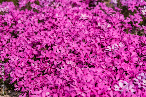 Background with small moss pink flowers, moss phlox