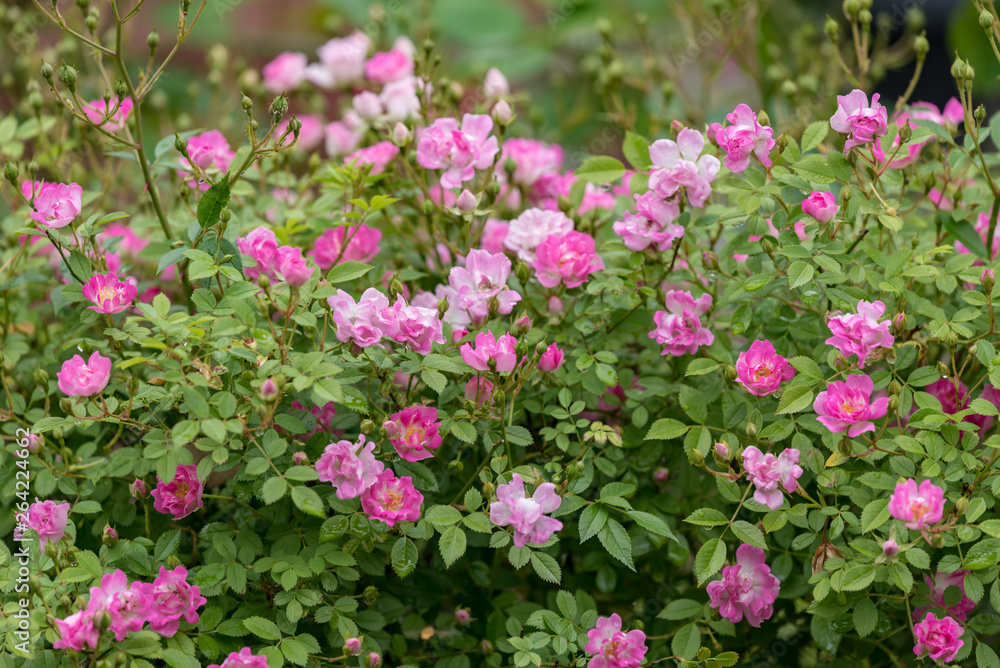 Pink miniature roses flowers wetted by rain Pink miniature roses flowers wetted by rain