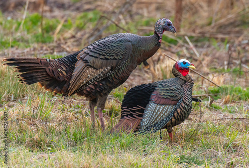 Wild Turkey and Decoy in South Carolina