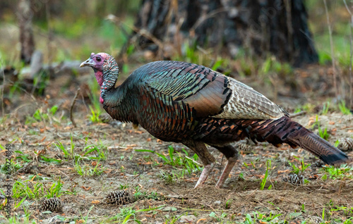 Wild Turkey Roaming the Land in South Carolina