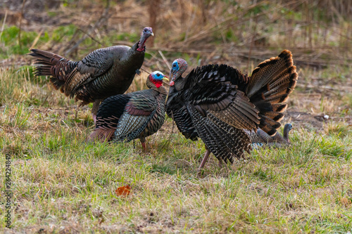 Wild Turkey and Decoy in South Carolina