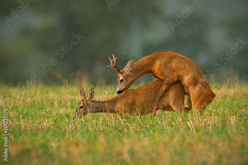 Canvas Print Male and female wild animals in nature mating