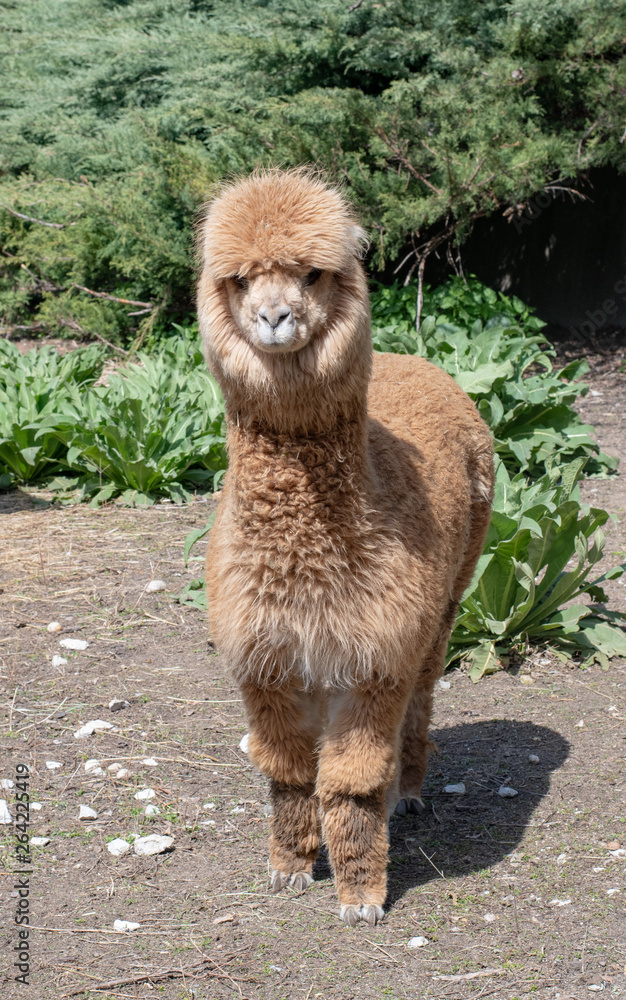 Portrait of cute Alpaca or Vicugna pacos.