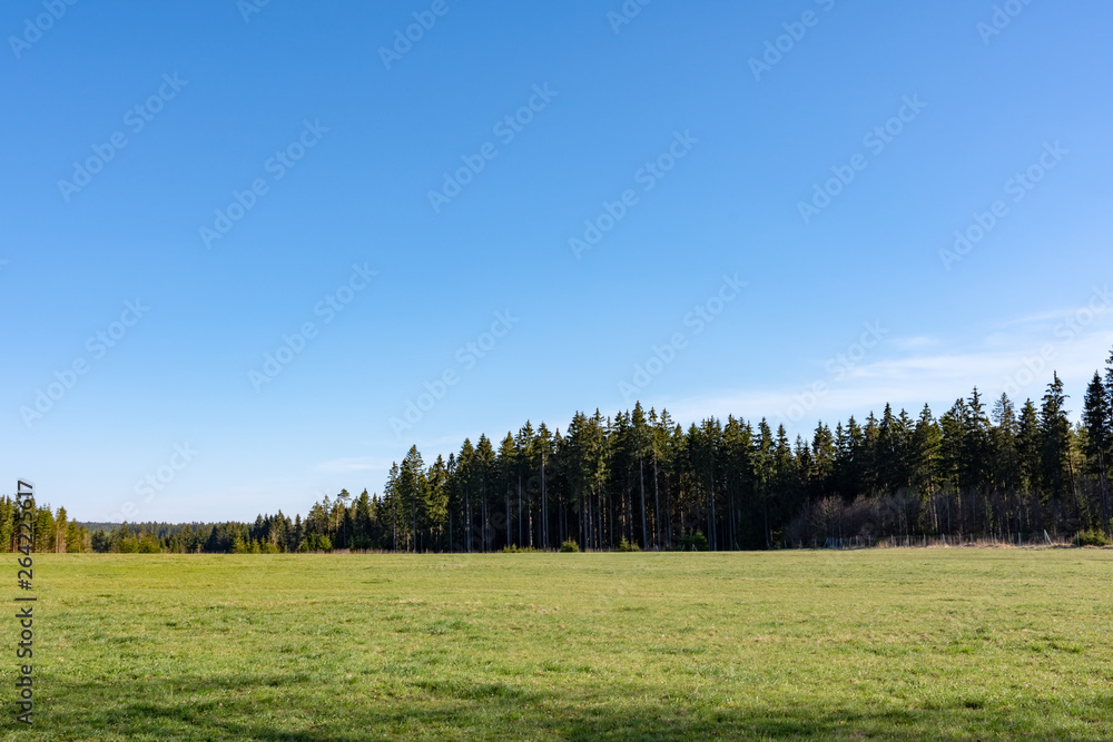 coniferous forest with green field