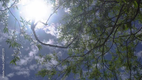 Zooming in on leaves on a green tree on a blue sunny day. photo