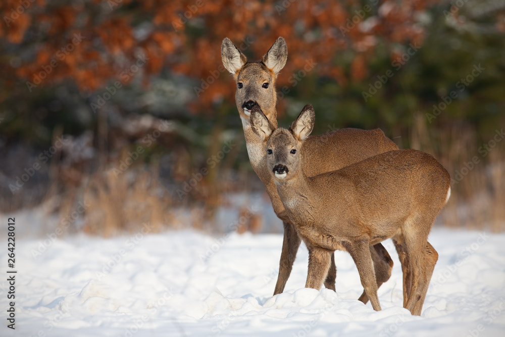 Roe deer, capreolus capreolus, family in deep snow in winter. Cute wild animals standing close together. Herd of animals enyojing their presence. Happy wildlife scenery with positive emotions. Mammals