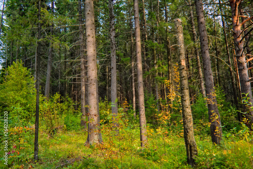 Landscape early autumn fir forest in the mountains