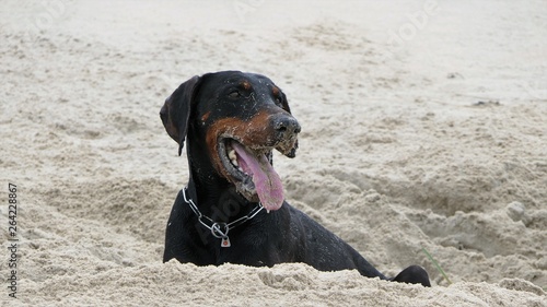 Portrait of a dirty dobermann digging on the beach