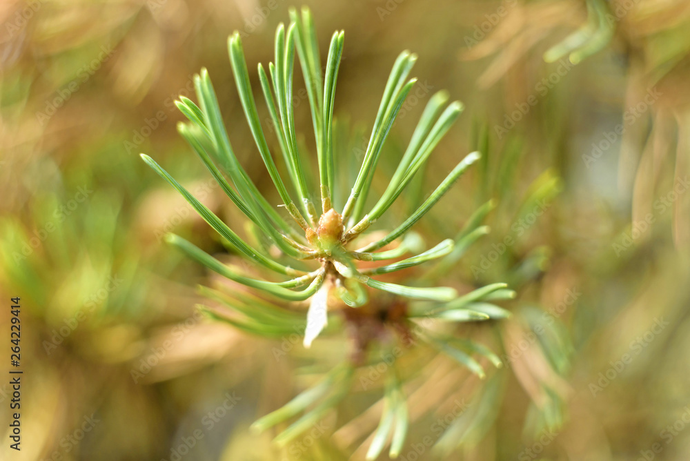 Fototapeta premium Pine branch close up, macro. Nice pine branch end in macro
