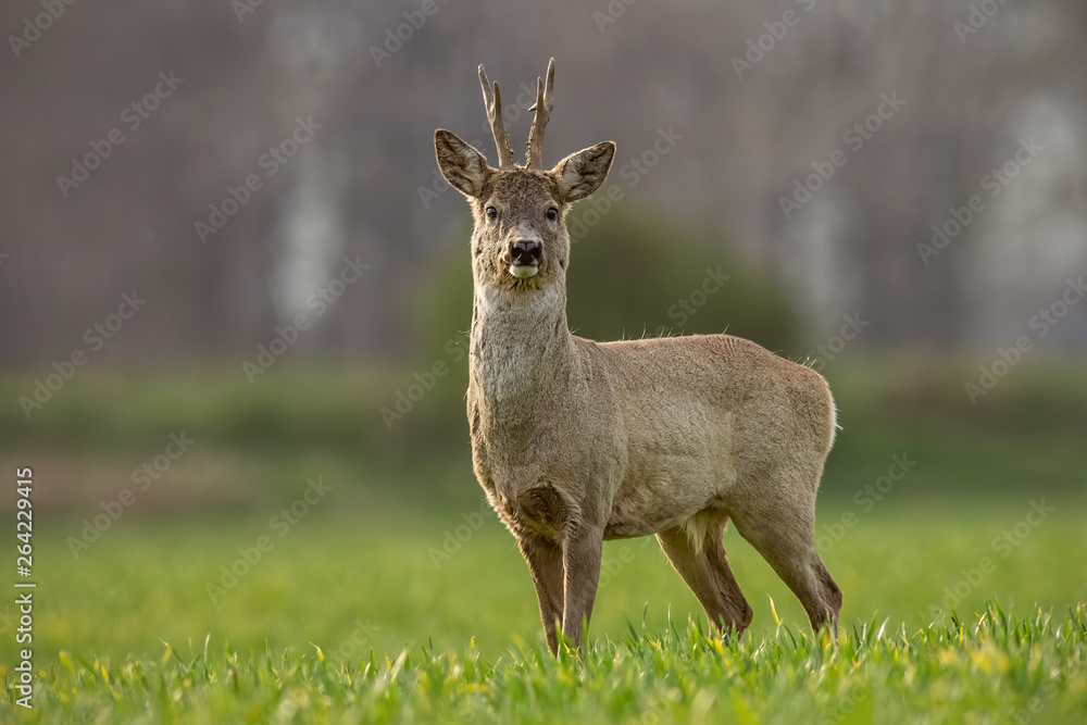 Roe deer, capreolus capreolus, buck on a spring sunny day. Morning wildlife scenery from nature. Alerted wild deer with blurred background. Roe deer, capreolus capreolus, buck on a spring sunny day. Morning wildlife scenery from nature. Alerted wild deer with blurred background.
