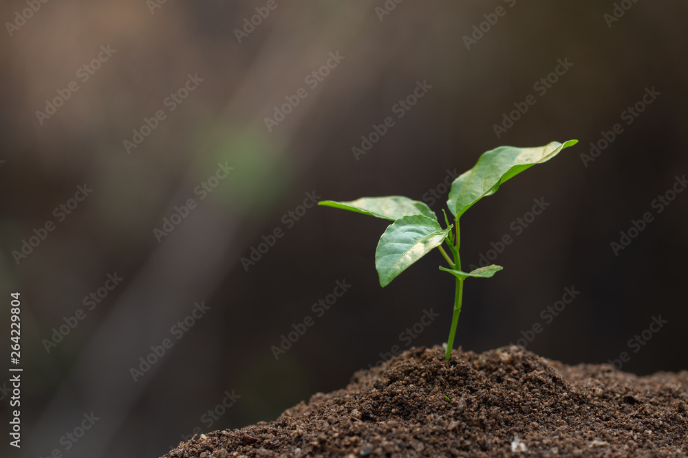 Planting seedlings to reduce global warming. Green sprout growing from seed. Seedlings that are growing into trees. Planting seedlings to reduce global warming. Green sprout growing from seed. Seedlings that are growing into trees.