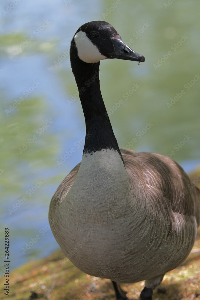 Obraz premium Gänse Portait 
