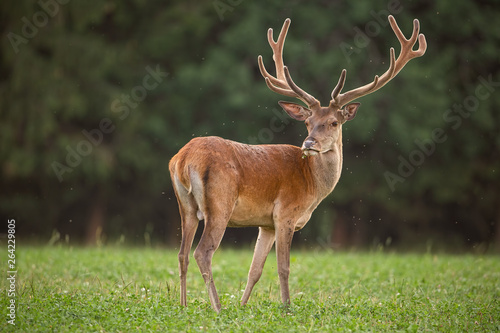 Curious red deer stag with flock of flies flying aroud. Deer buck at spring time in natural environment with green blurred background. Wildlife peaceful scenery.