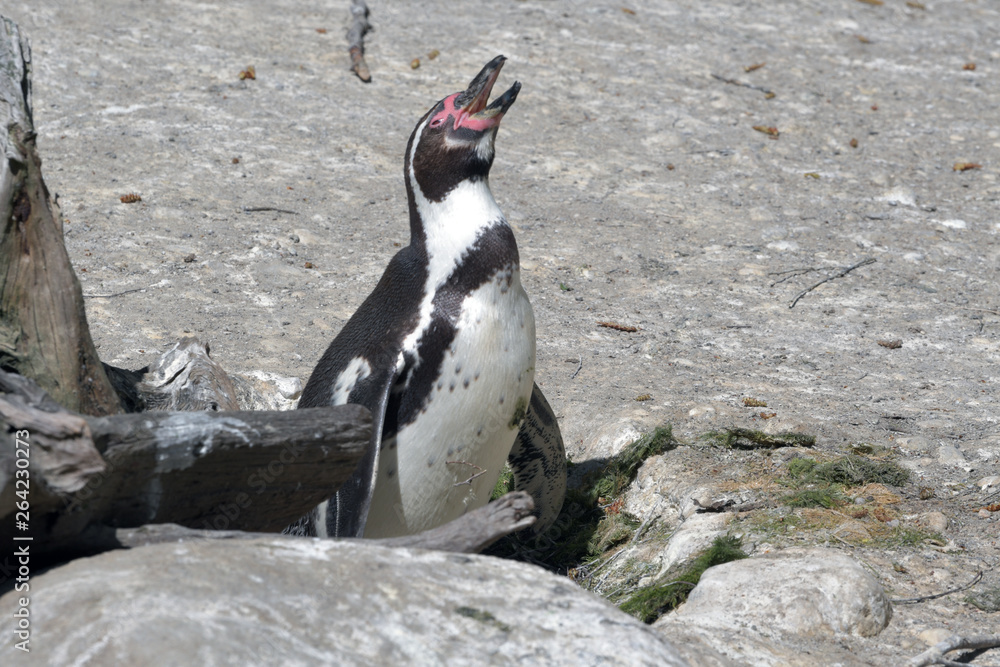 Fototapeta premium Brütender Pinguin