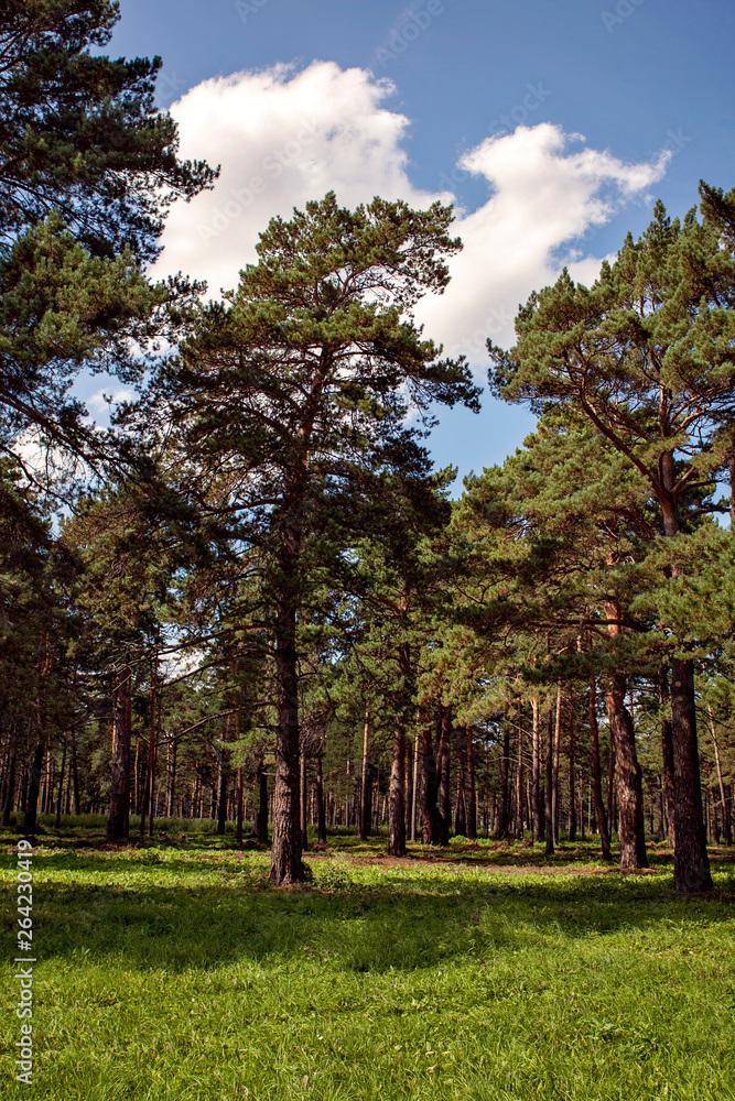 Obraz premium Siberian fairy-tale forest in the summer with magical meadows