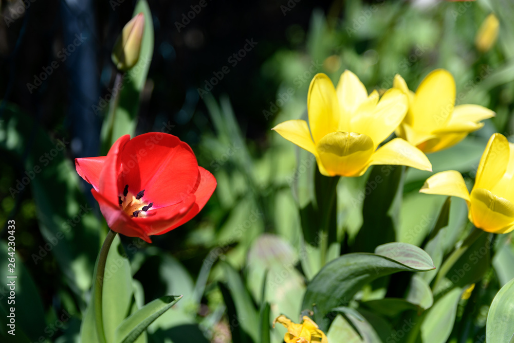 red and yellow tulips in a garden red and yellow tulips in a garden