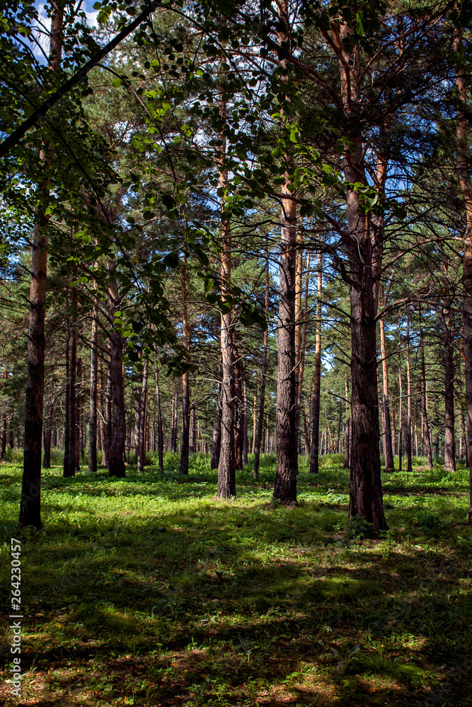 Naklejka premium Siberian fairy-tale forest in the summer with magical meadows
