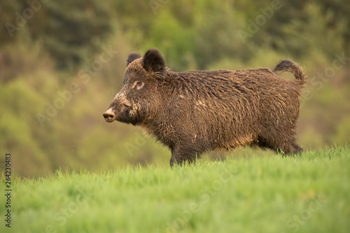 Wild boar, sus scrofa, walking trough a spring meadow. Wildlife scenery with fresh green colors. Wild animal in natural environment.