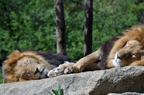 Schlafende Löwen Hellabrunn