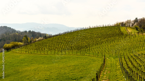 Landscape at the styrian wine street in Austria