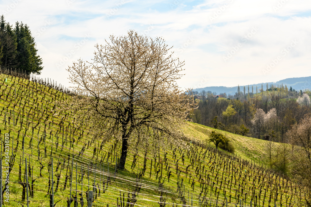 Lonely tree and Landscape at the styrian wine street in Austria
