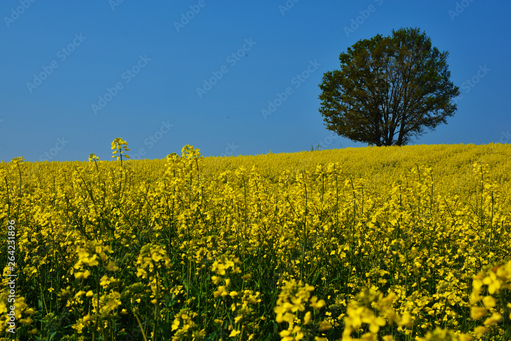 Campo di colza