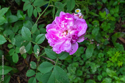 Purple flowers in the back yard