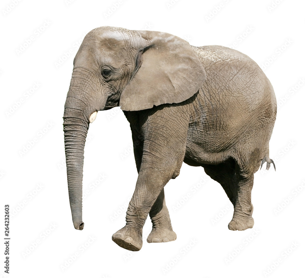 elephant with clipping path