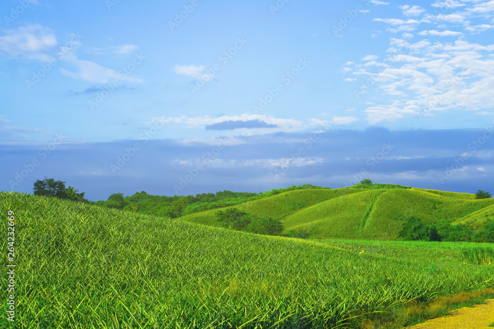 Mountain view landscape of Thailand countryside on morning. Full of green nature pineapple farm and beautiful cloud