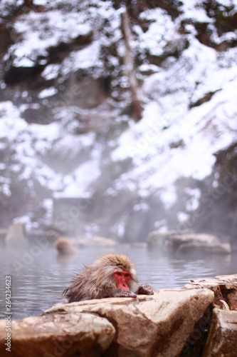 Relaxing wild snow monkey in the hot spring