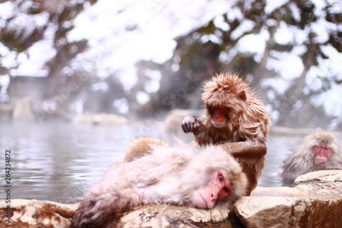  A wild monkey enjoying a hot spring, in Japan
