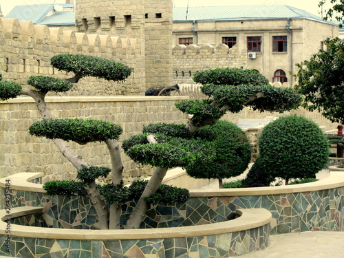Baku. Trees on the border of the historic city