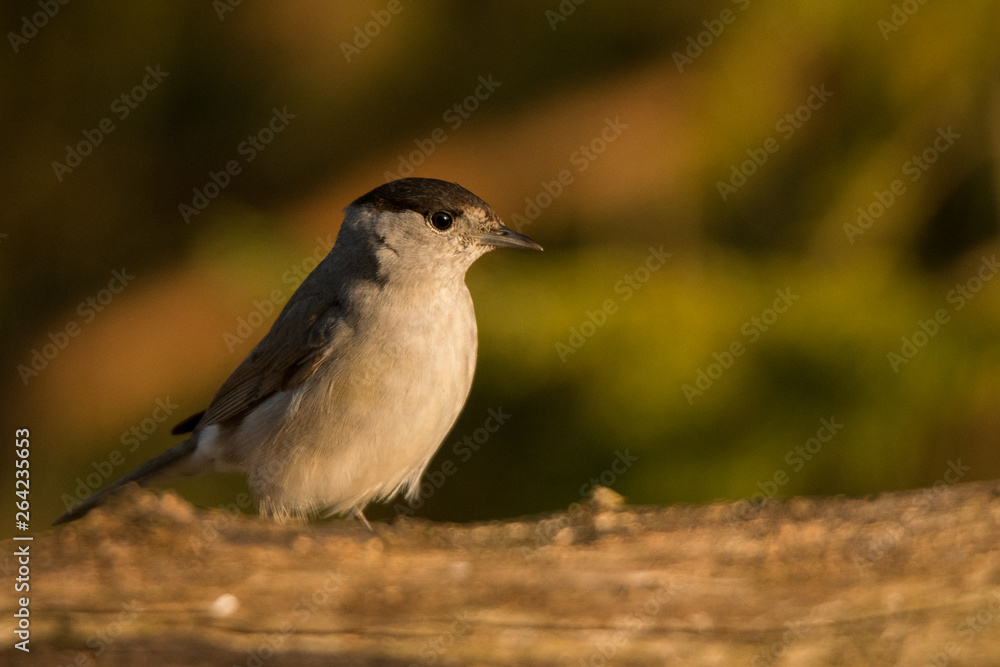 Eurasian blackcap (Sylvia atricapilla). Bieszczady Mountains. Poland Eurasian blackcap (Sylvia atricapilla). Bieszczady Mountains. Poland