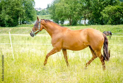 portrait of red mare horse trotting in green meadow