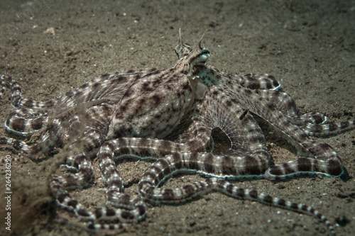 Mimic octopus (Thaumoctopus mimicus). Picture was teken in Ambon, Indonesia photo