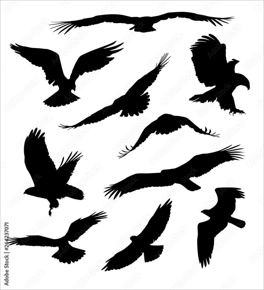 Fototapeta premium bird of prey silhouettes